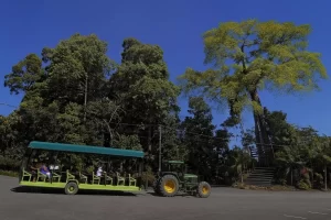 12 Borneo Tropical Rainforest