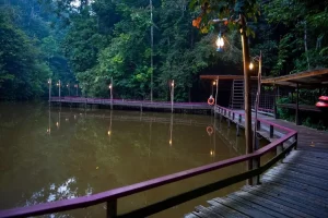 4 Borneo Tropical Rainforest