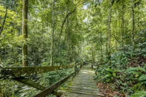 7 Borneo Tropical Rainforest